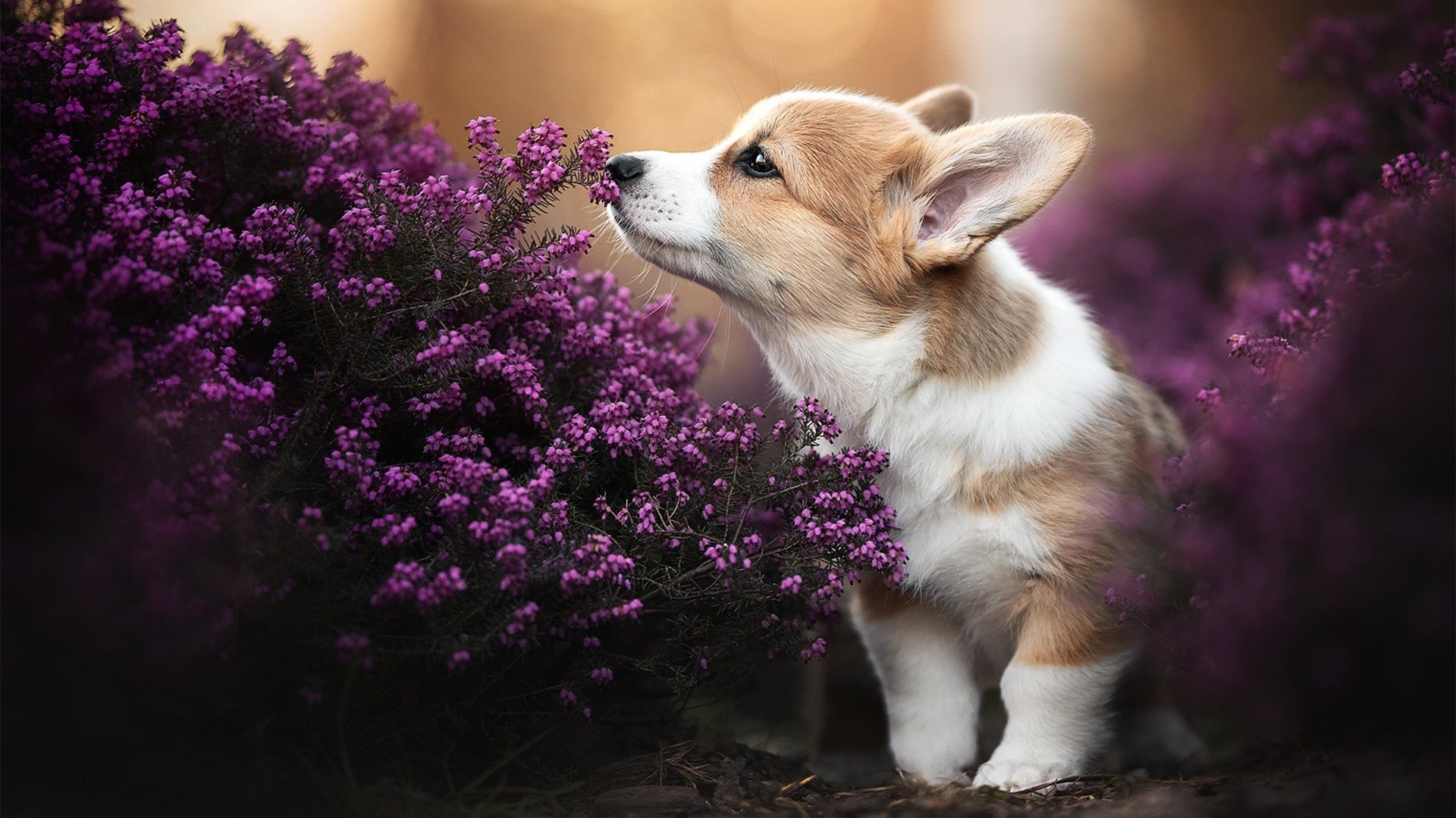 足球电竞风姆巴佩终极觉醒！爱尔兰神级运营一波流终结曼联
