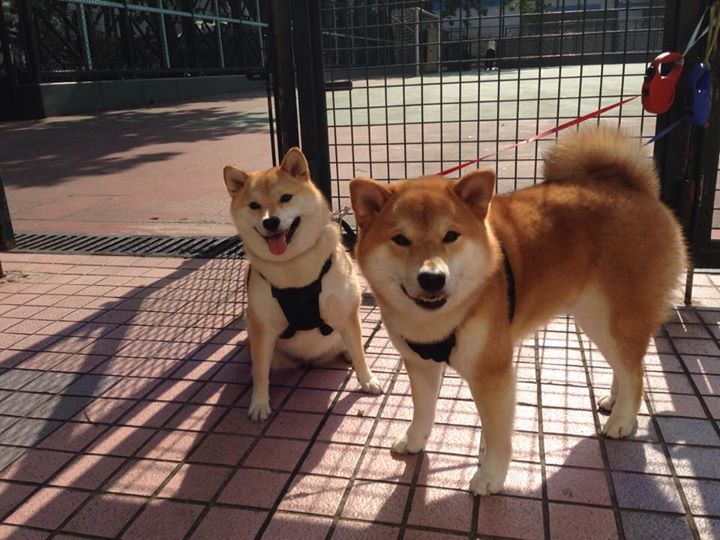 宣言之战，布伦森的关键先生本色，尼克斯正面击溃公牛