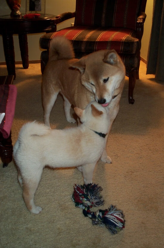 新奥尔良之翼，英格拉姆关键一击，鹈鹕力克火箭夺争冠战胜利