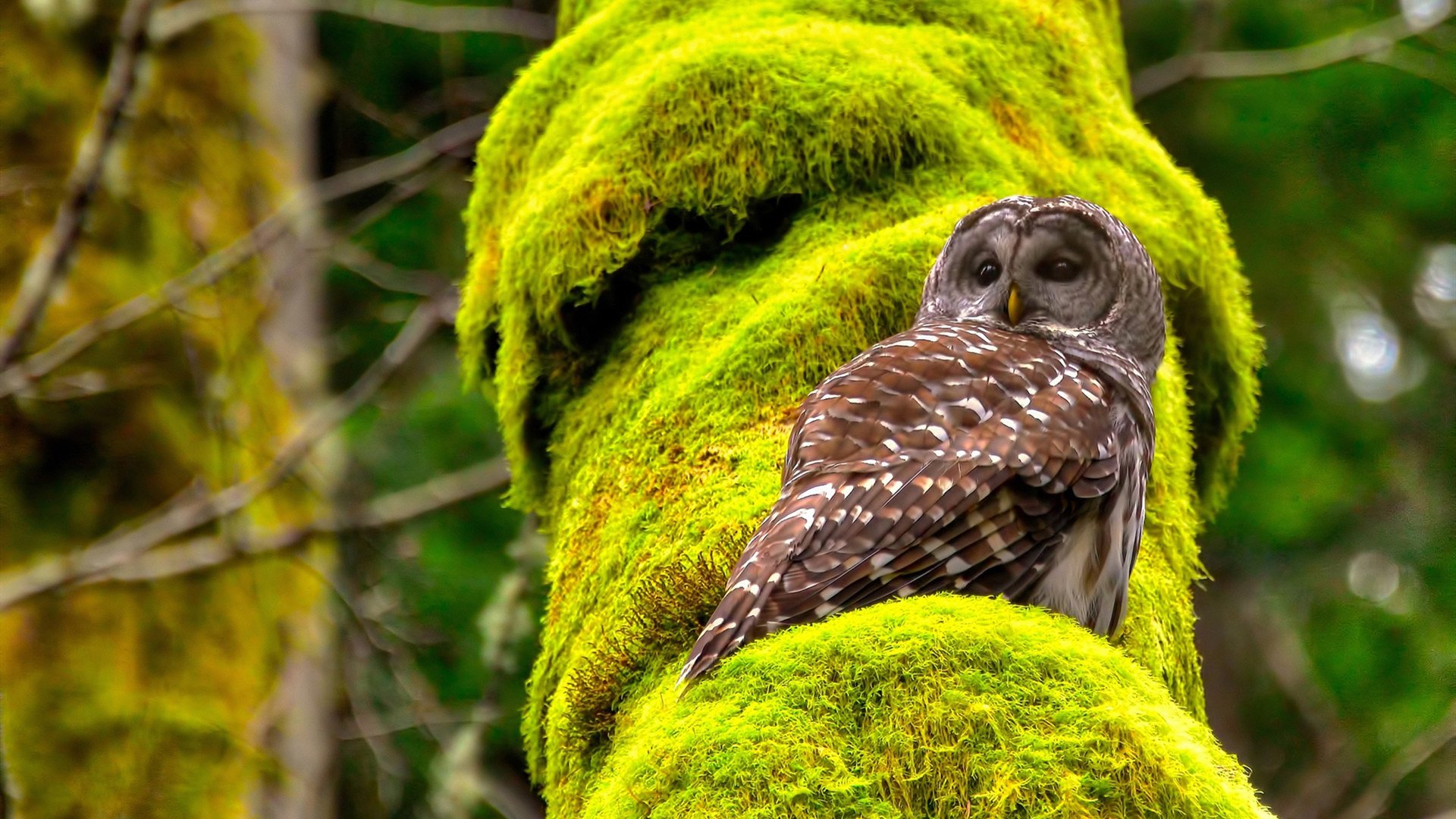 蓝白风暴席卷欧陆之巅，阿根廷式闪电战扼杀佛罗伦萨的文艺复兴之梦