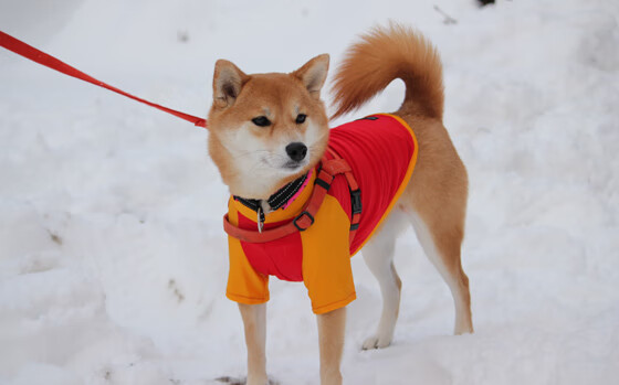 冷门之夜！瑞士冰川防线掀翻意甲雄鹰，斯通斯化身关键先生导演逆转奇迹
