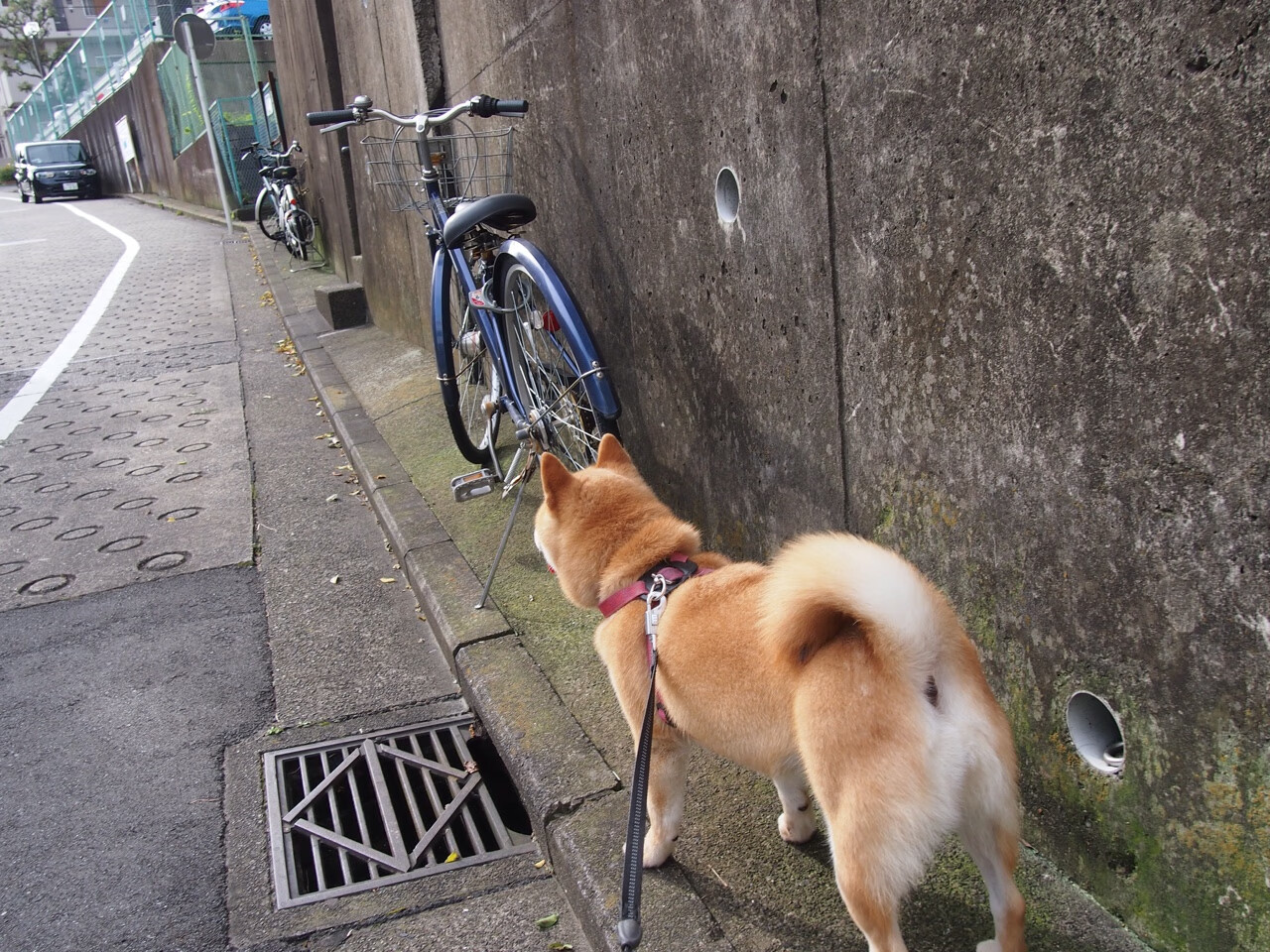 金童破冰，北欧冰川上，佩德里用一记世界波为自己加冕
