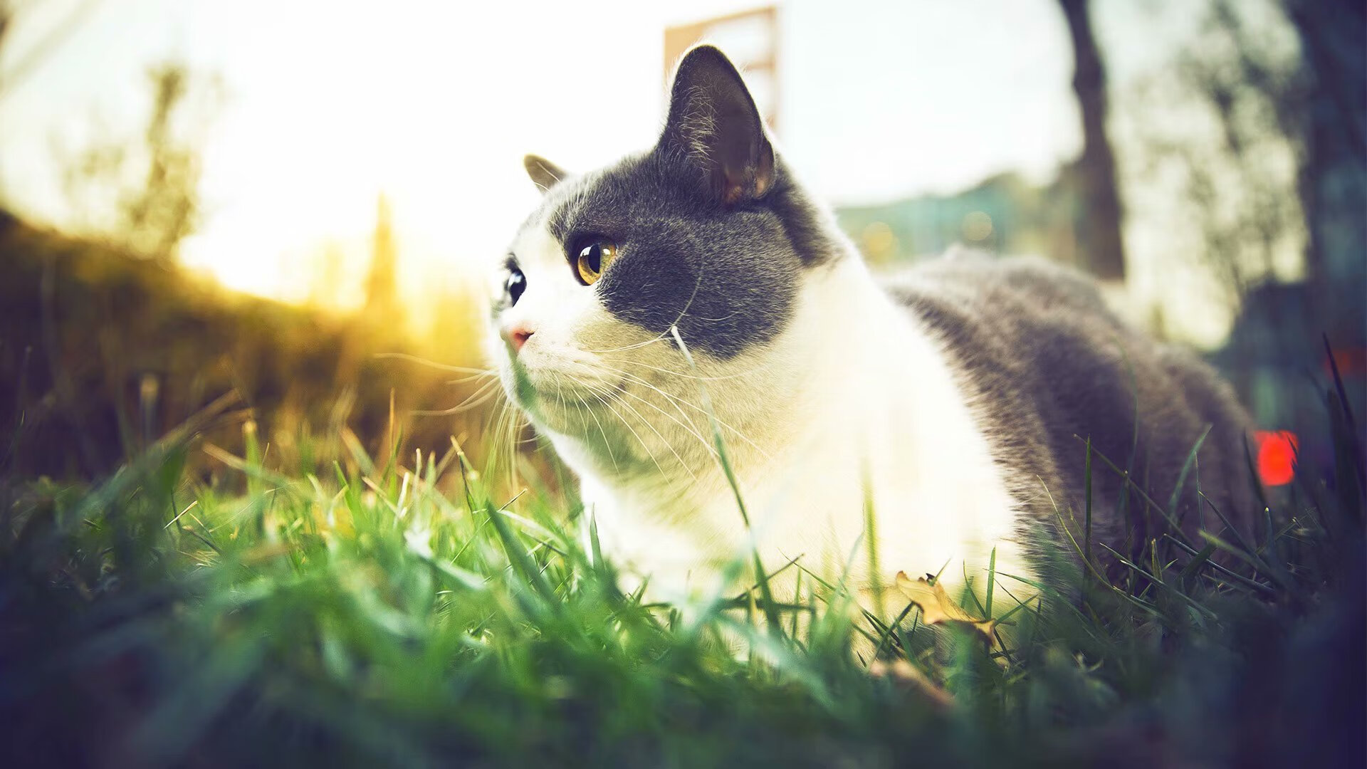 从熄灭到重燃，恩佐用一脚点燃英格兰黄昏与哥斯达黎加的不灭星光