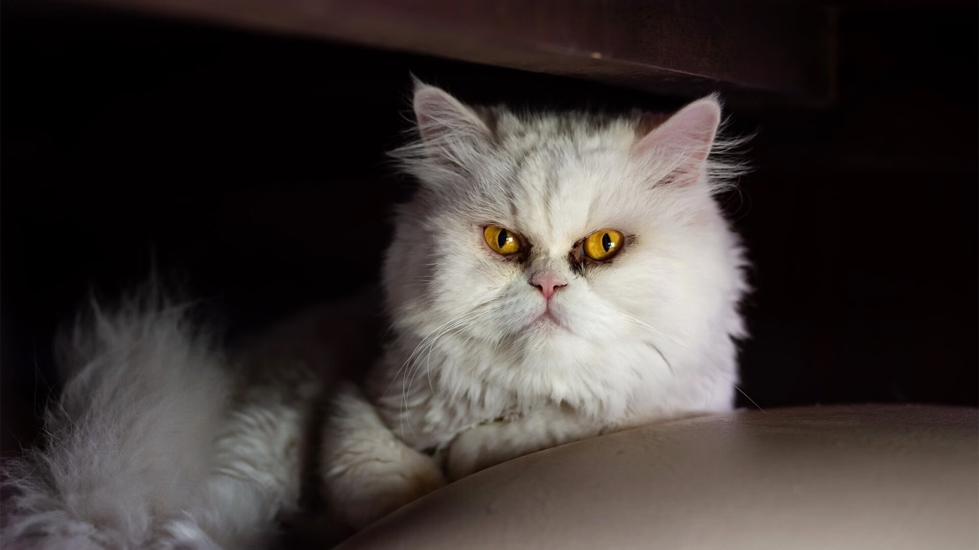 围场唯一变量，奥利维耶在F1年度争冠之夜的持续杀伤