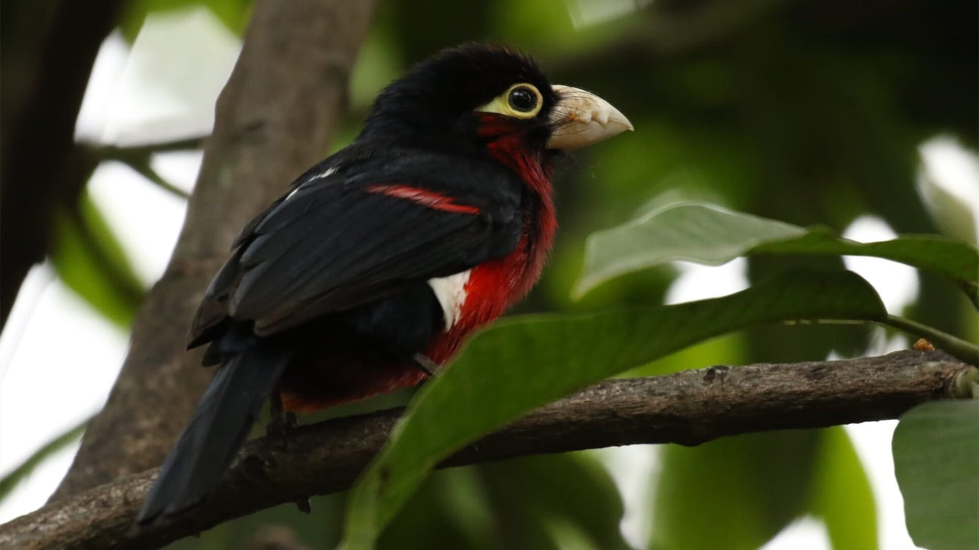 个人英雄与团队节奏，萨内破纪录背后的战术博弈