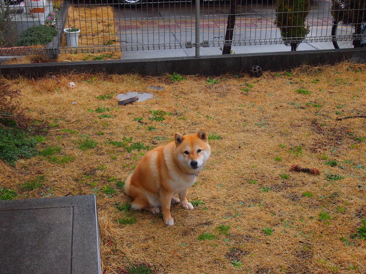 双子星之夜，欧文刀刃出鞘，国王火力焚原