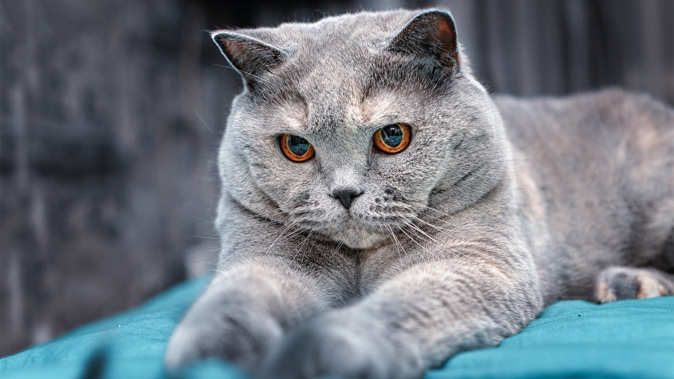 福克斯如交响乐指挥家，猛龙横扫热火的节奏掌控艺术