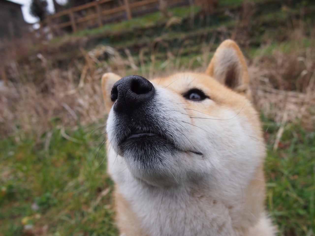 雄鹰折翼，金玟哉铁闸锁死尼日利亚，塞内加尔三叉戟闪耀非洲之巅