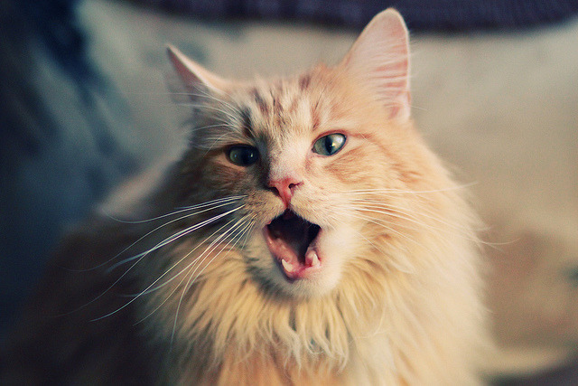 当收割者遇见接管者，两种统治力在上海与慕尼黑的夜晚绽放