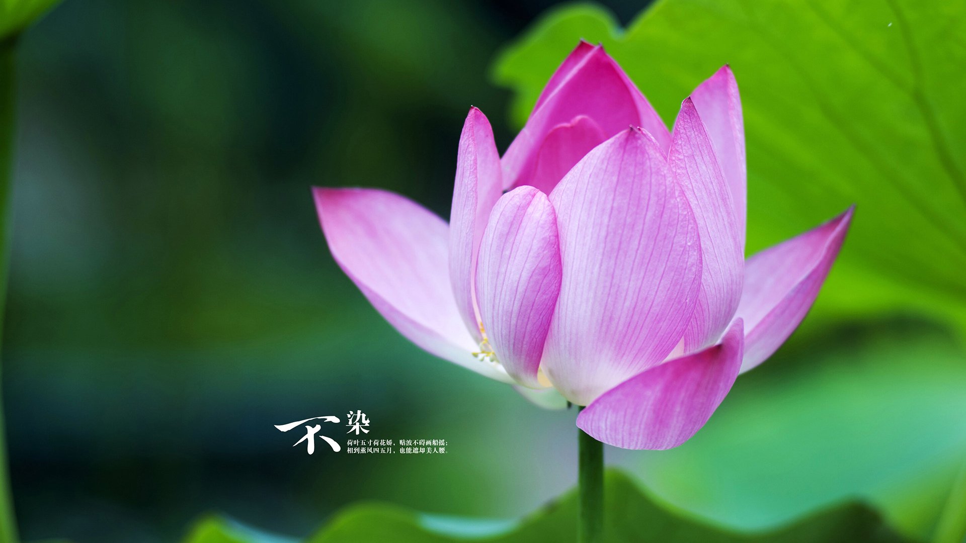 跨界对决,新疆队巅峰胜深圳,范弗利特F1争冠接管