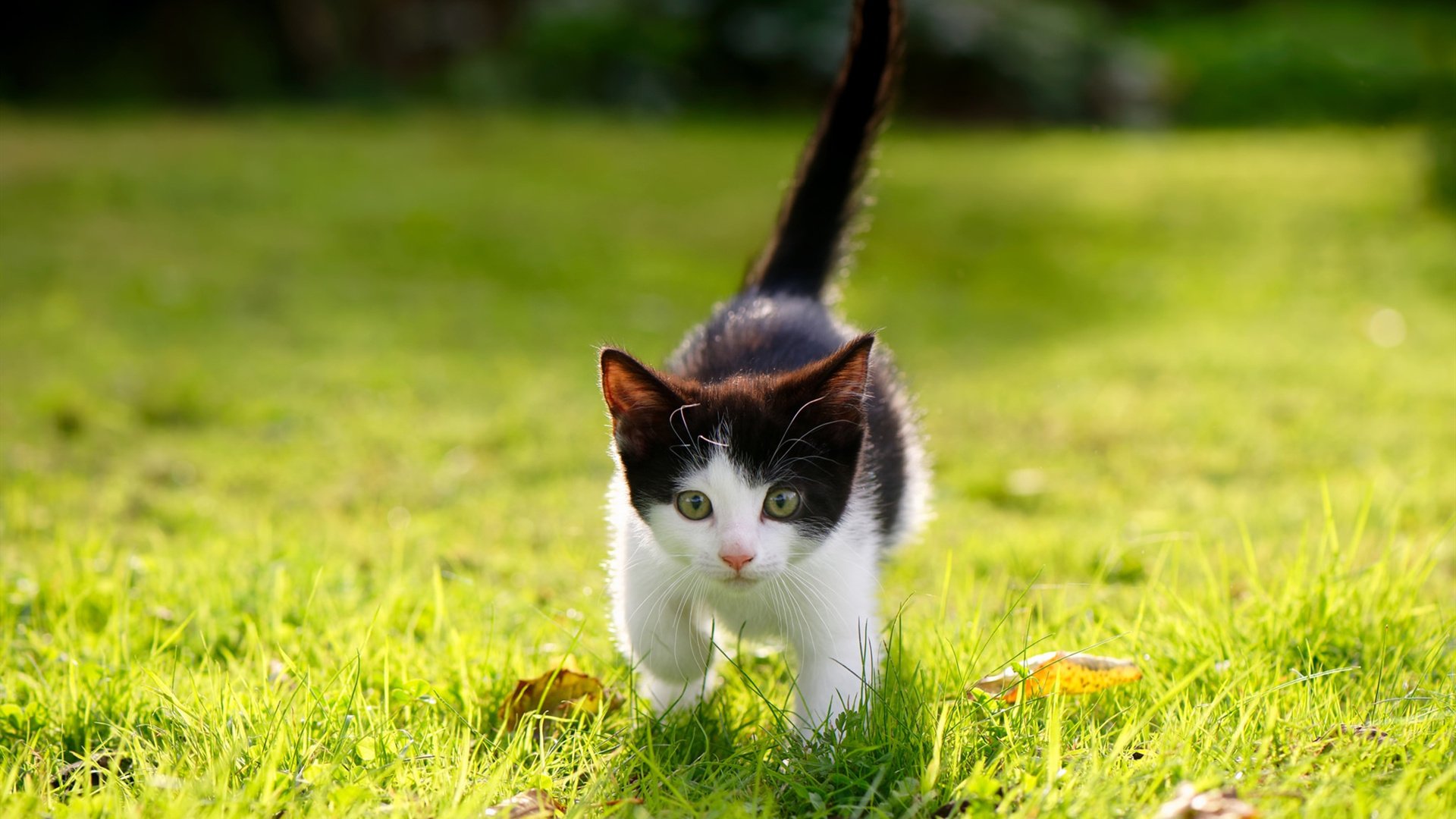 阿拉巴的钢铁意志，比利时的黄金一瞬，当巨星价值遇上限时绝杀