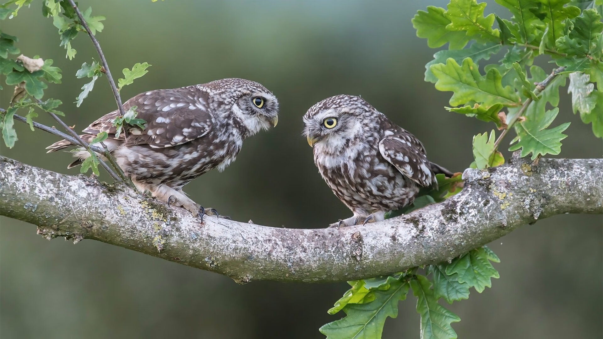 范弗利特末节冰雨穿心!公牛第四节绞杀勇士,告诉你什么叫控场到窒息