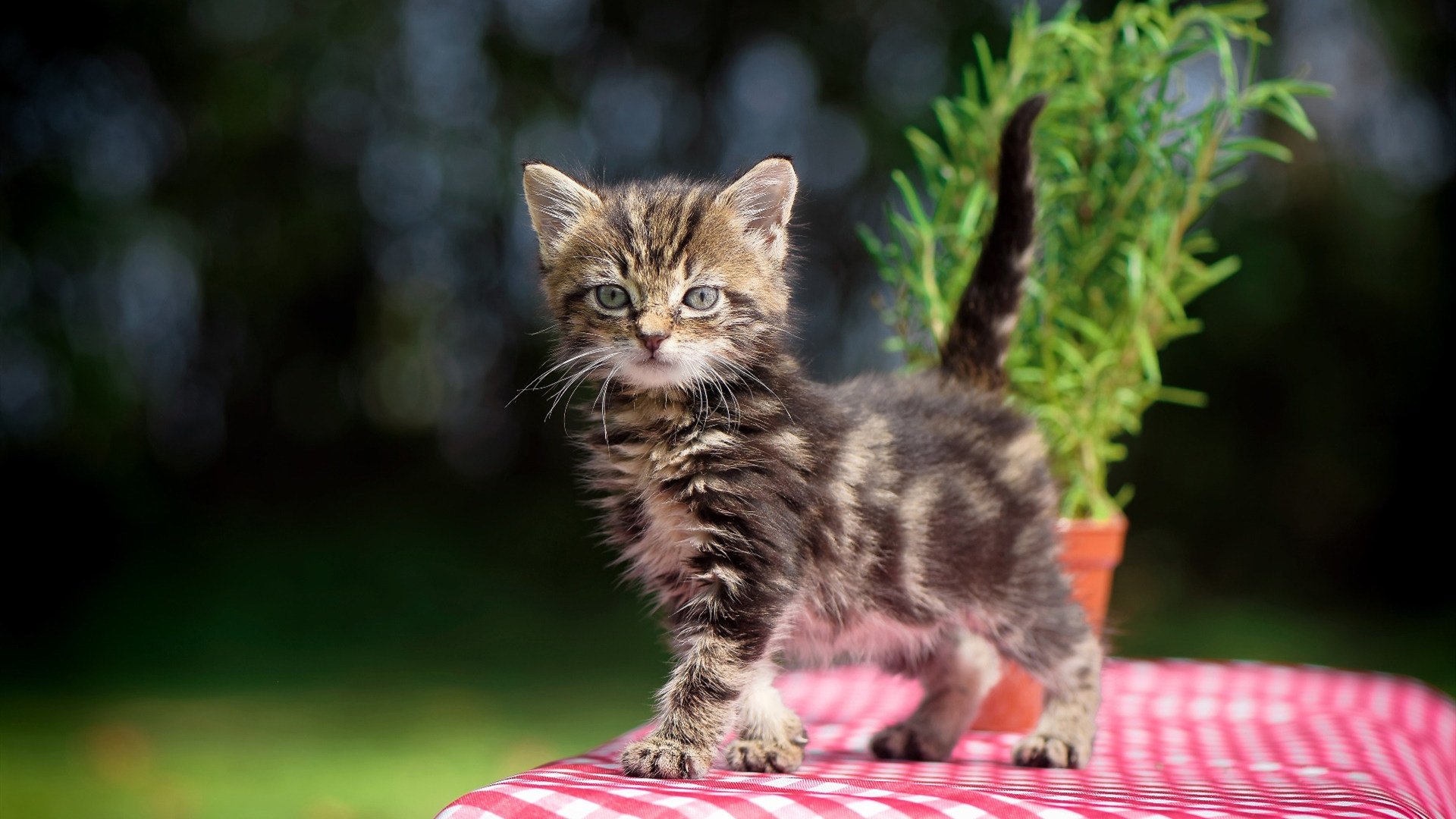 迪巴拉化身关键先生，皇家社会友谊赛3-0击溃巴拉圭