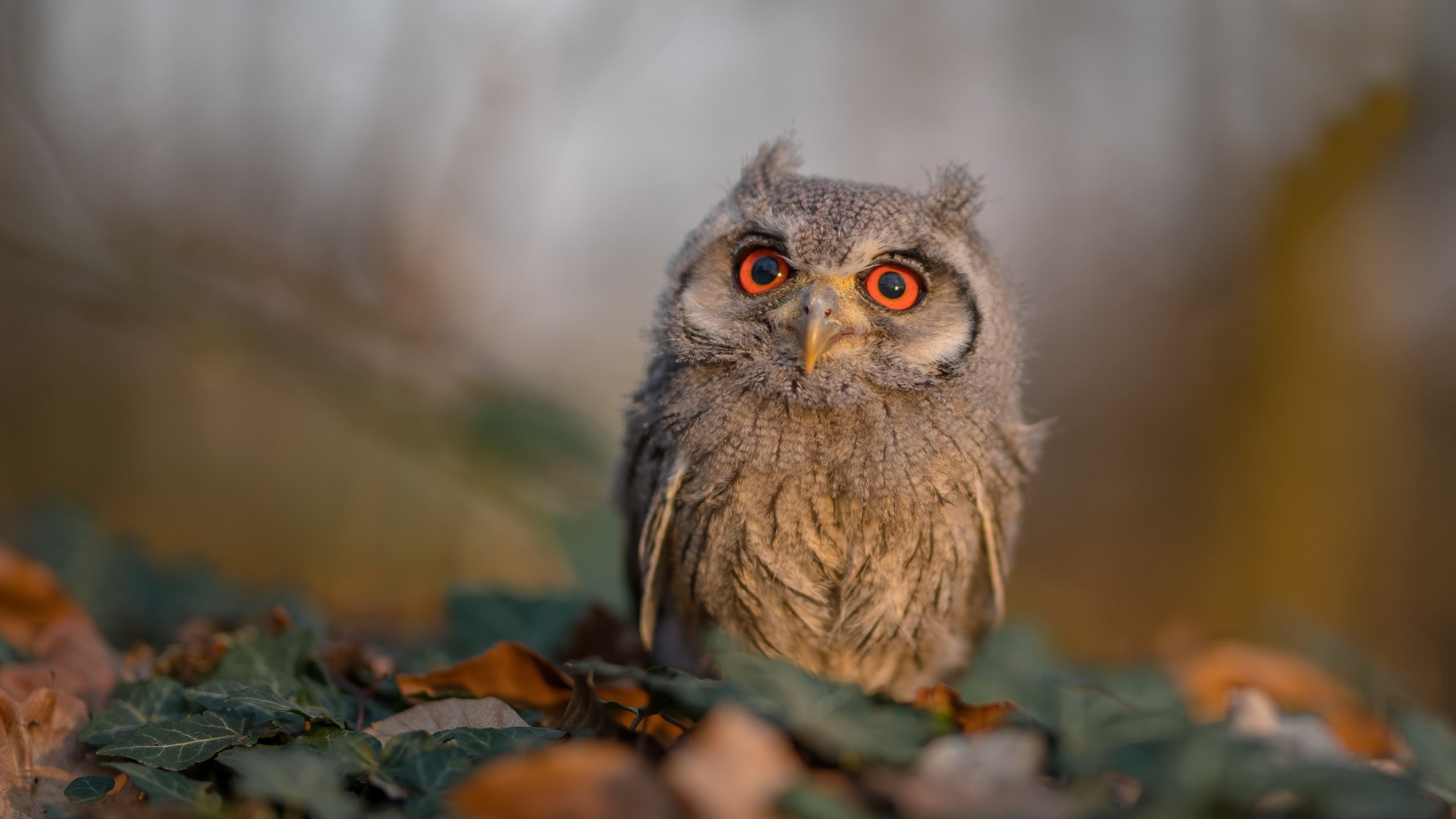 当德国需要翻盘马竞,一位皇马英雄在奥运赛场接管比赛